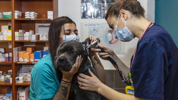 Vérification du conduit auditif chien